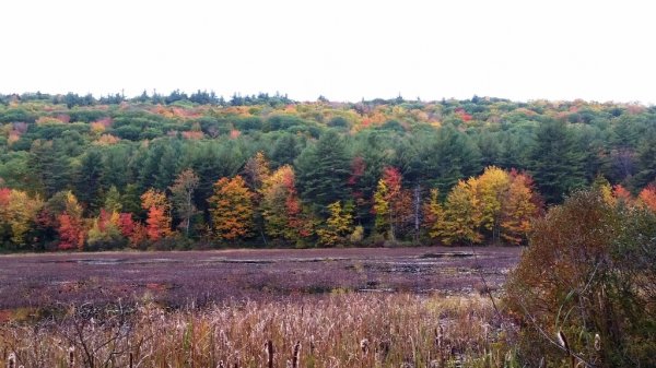 Weare swamp 10-8-19-2-brgt.jpg