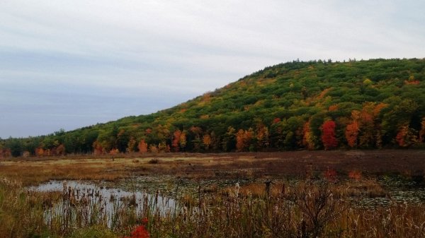 Weare swamp 10-8-19-3-brgt.jpg