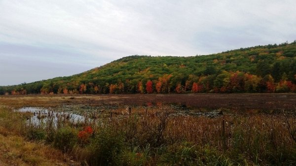 Weare swamp 10-8-19-brgt.jpg