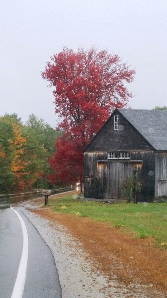 Maple tree Deering-2.jpg