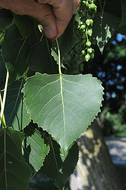 leaf1 (1).jpg