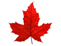 red maple.jpg