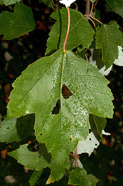 leaf1.jpg