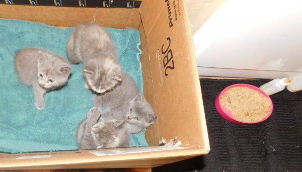 10 June 2018 All 4 kittens 2.JPG