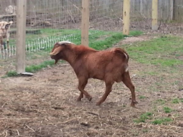 Waylon March 2013 E.jpg