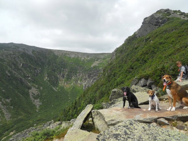 lions head into tux.JPG