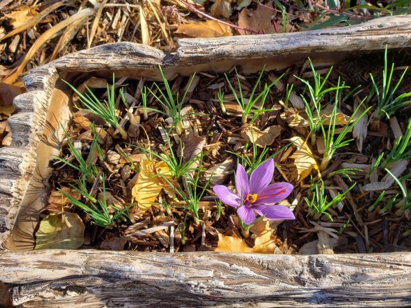 Autumn crocus Saffron.jpg