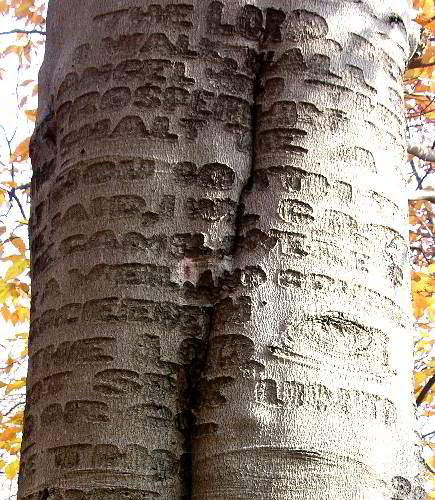 bibletree2.jpg