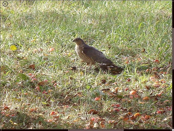 Cooper's Hawk & Robin.jpg