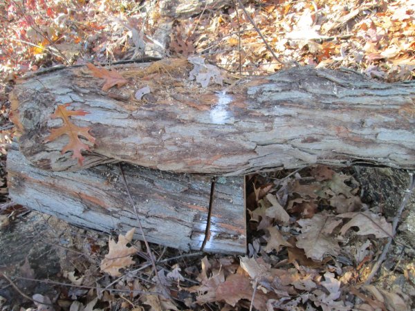 IMG_1326.JPG