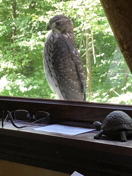 hawk in window 1.jpg