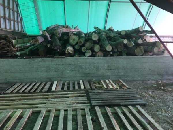 wood pile 5.jpg