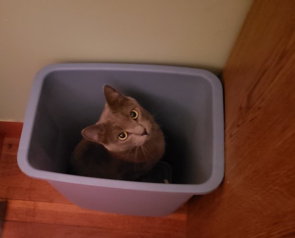 Rainey in trash can 2.jpg