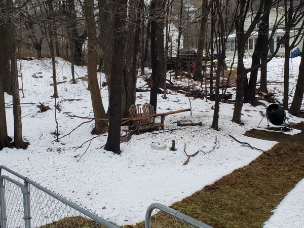 Fallen limb 14-5 feet long.jpg