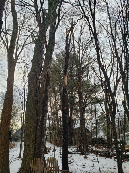 tree of fallen limb.jpg