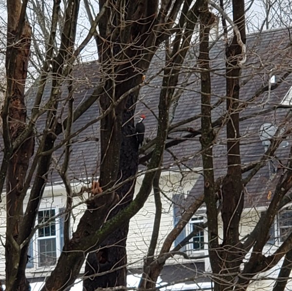 Pileated woodpecker - 1st bird 1-crop.jpg