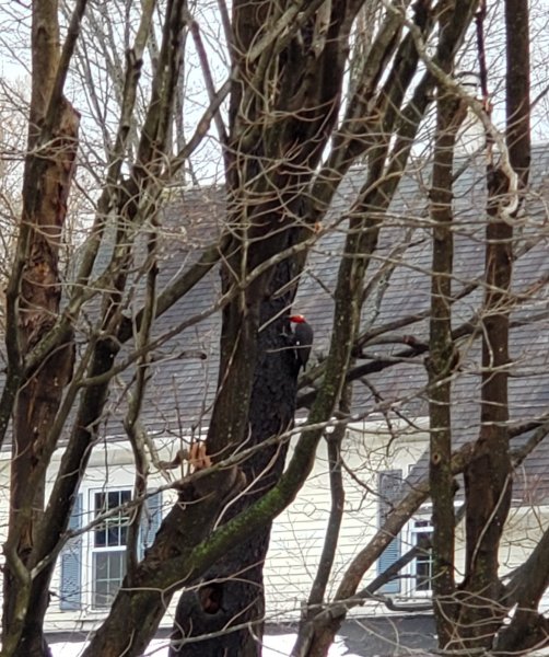 Pileated woodpecker - 1st bird 2 crop.jpg