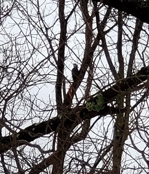 Pileated woodpecker - 2nd bird.jpg