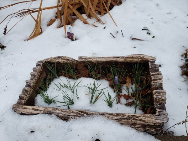 Safron Crocus still green 12-10-19.jpg