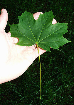 leaf1.jpg