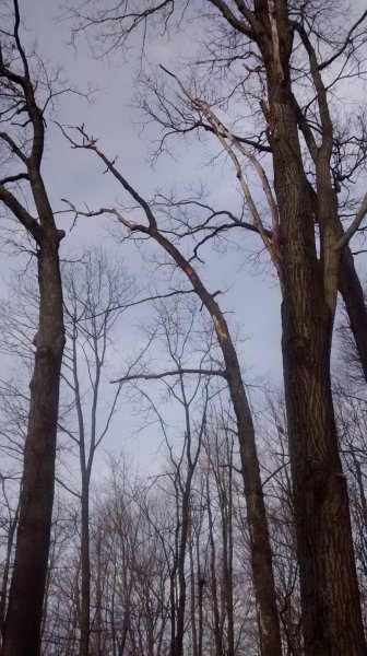 Tree One Pic One.jpg