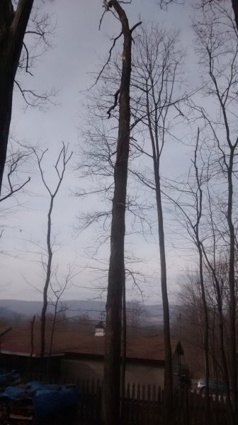 Tree One Pic Two.jpg