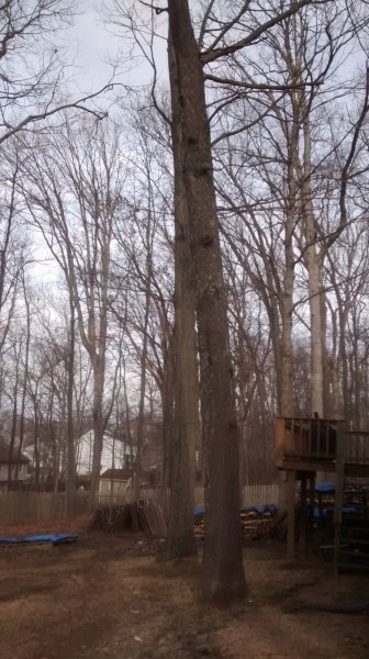 Tree Two Pic One.jpg