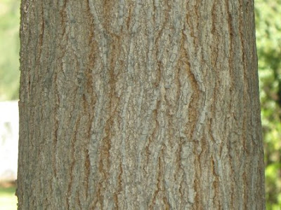 Morus alba bark.jpg