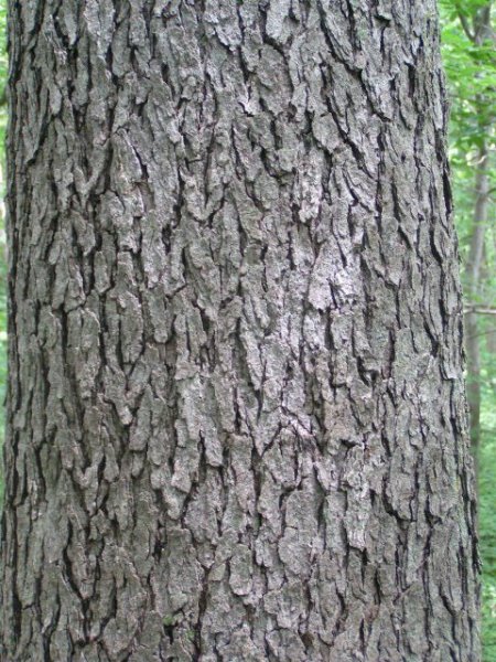 black cherry bark june 2012.jpg