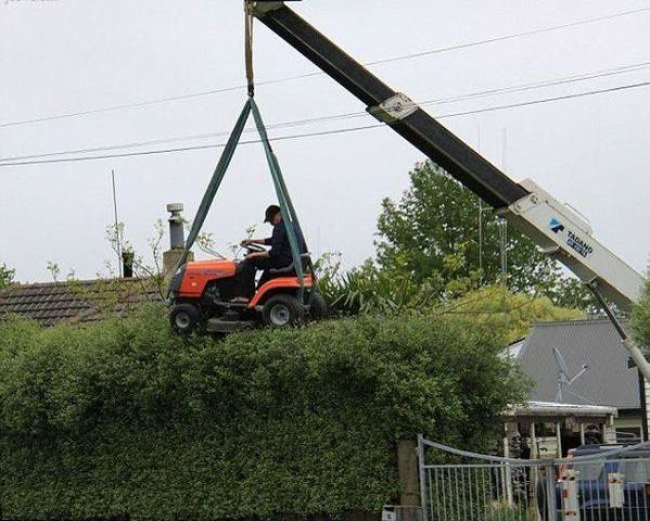 Trimming the hedge.jpg