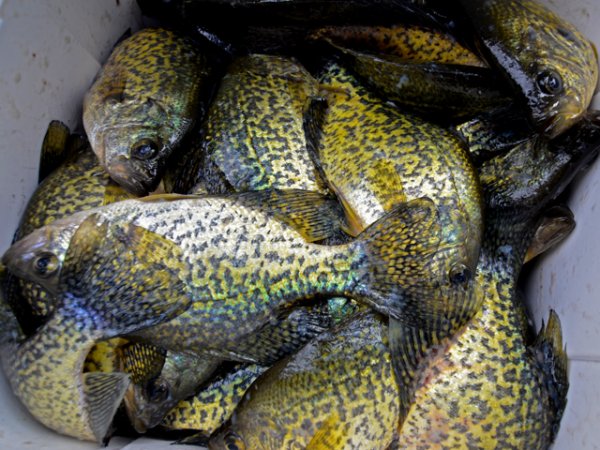 crappies-100612-640.jpg