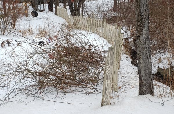 Roses and fence after cutting.jpg