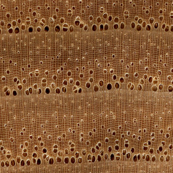 bitternut-hickory-endgrain-zoom.jpg