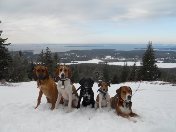 pups on the mountain.jpg