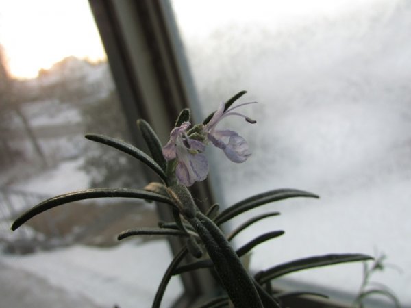 Rosemary flower 1.JPG