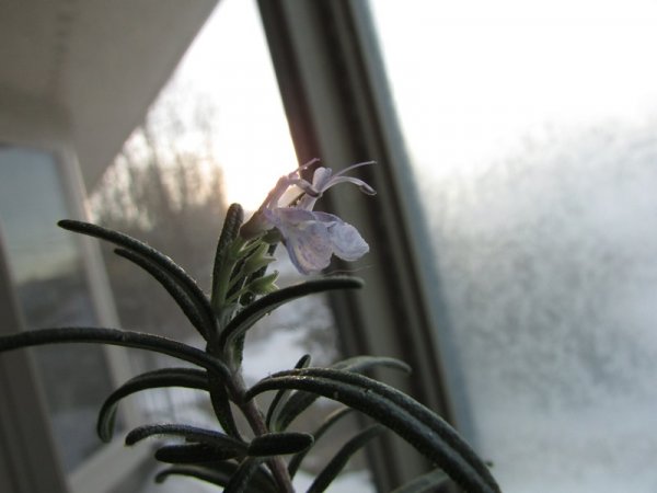 Rosemary flower 2.JPG