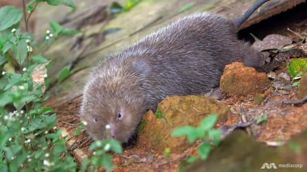 china-bamboo-rats-foraging.jpeg