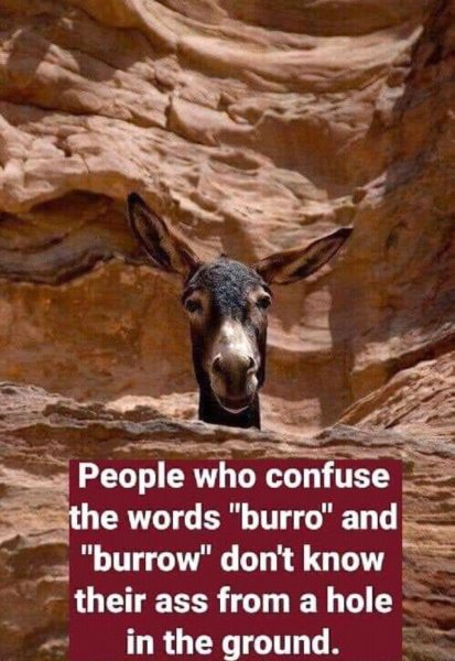 Burro.jpg