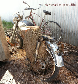 Bike in Tree.jpg