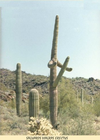 Cactus.jpg