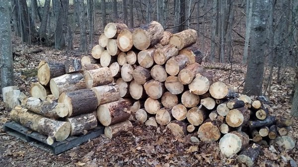 some pine.jpg