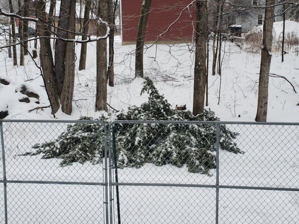 flattened fir in backyard - ice.jpg