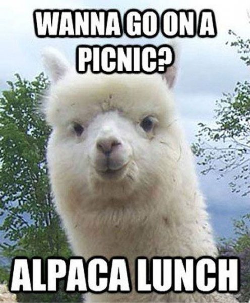 Alpaca_Picnic_reuse_Flickr_memebinge_16131603667_02307ca19c_b.jpg
