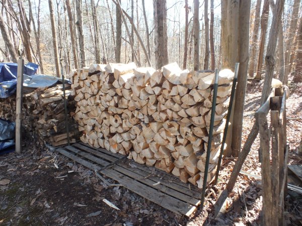 first row pine.jpg