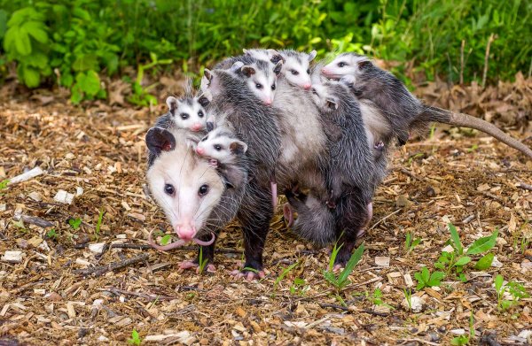 opossum with young38RGB.jpg