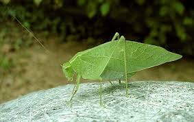 katydid.jpg