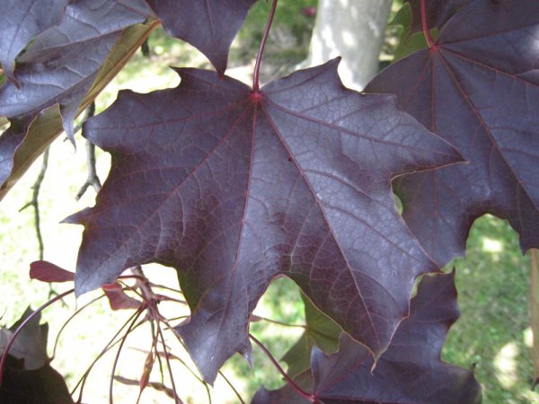 Acer_Platanoides_'schwedleri'_leaf.jpg