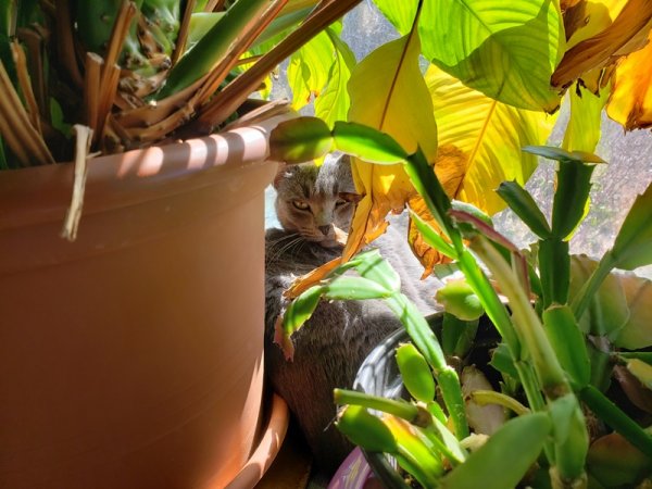 Rainey in kitchen windos.jpg