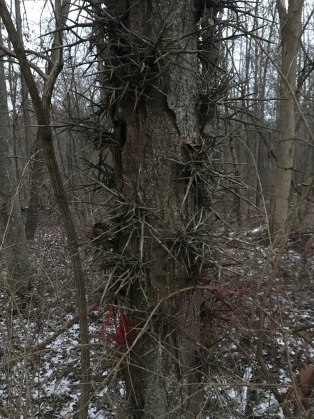 Walnut clearing has Locust.jpg