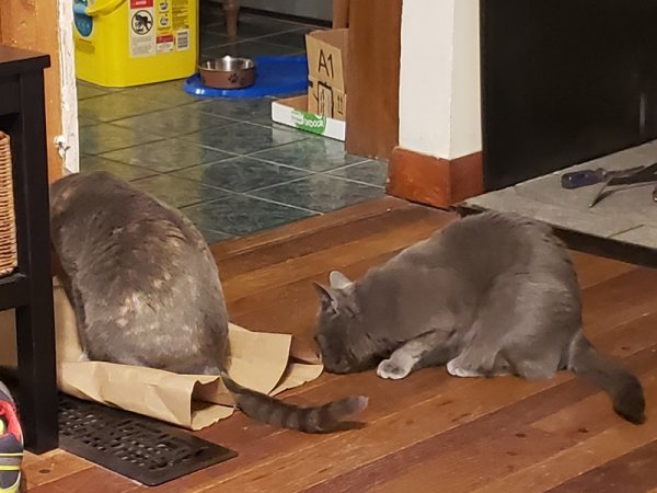 Spot and Rainey on paper bag.jpg